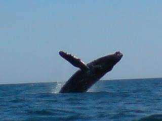 Whale watching & snorkel in Ixtapa Zihuatanejo. Tours in Ixtapa Zihuatanejo. Activities in Ixtapa Zihuatanejo. Things to do in Ixtapa Zihuatanejo